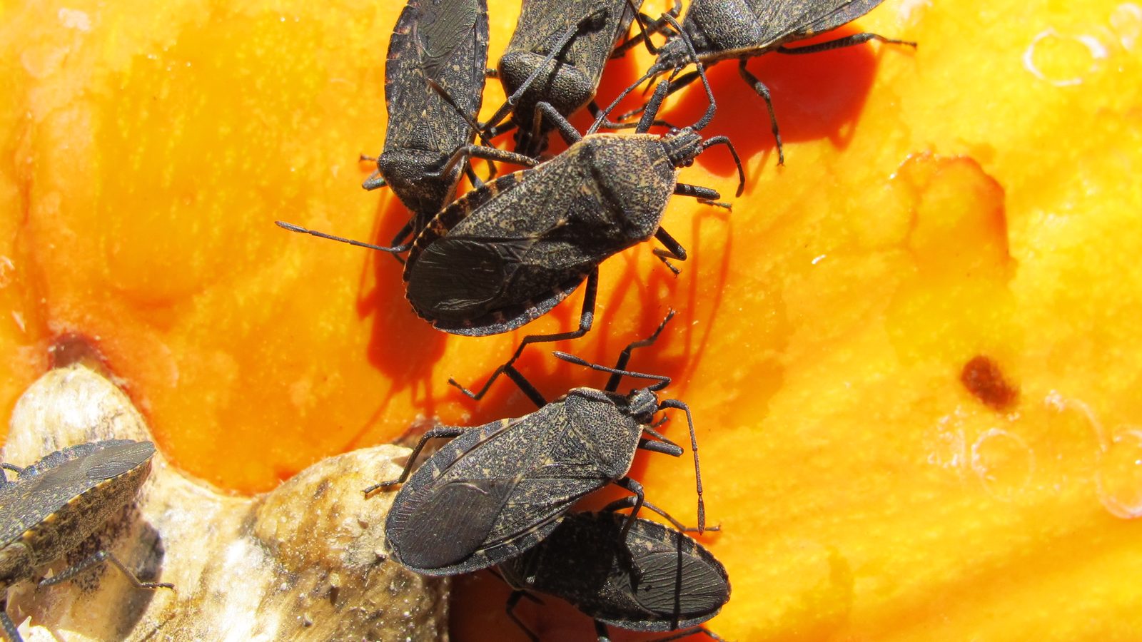 A cluster of gray squash bugs feeding on a pumpkin