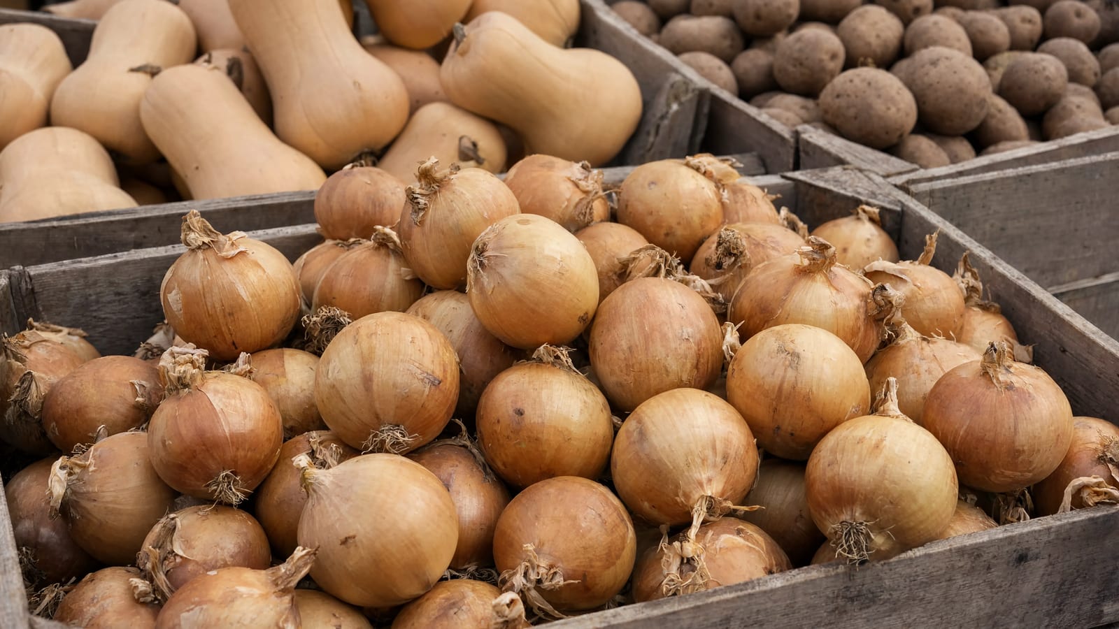 A crate filled with freshly harvested onions