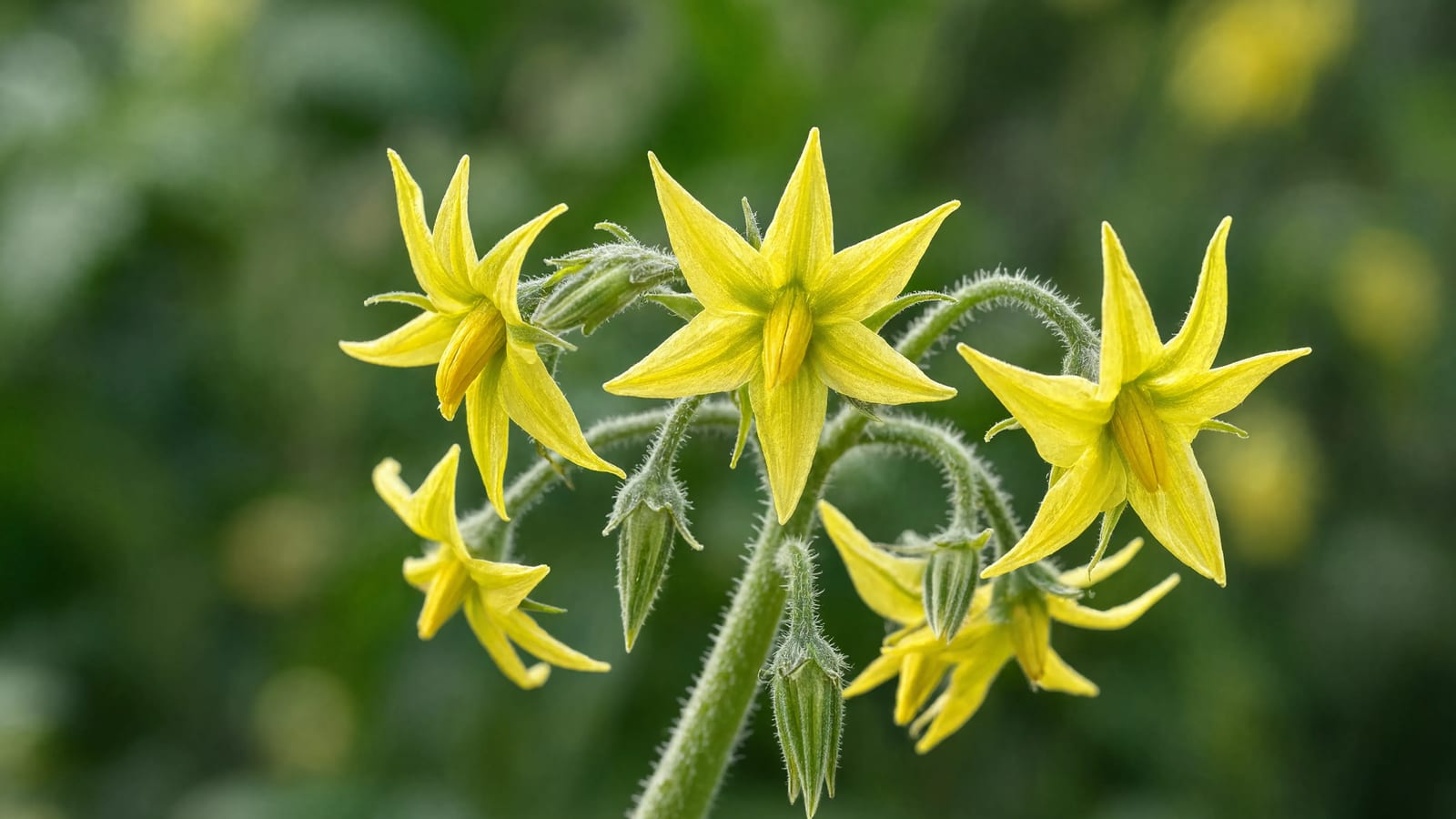Yellow tomato flowers on a leafy plant, the stage before fruit sets