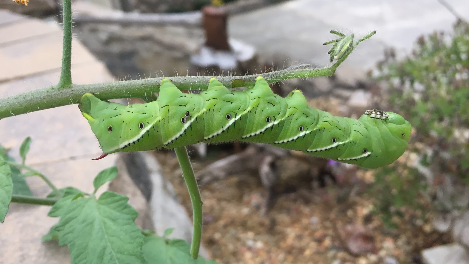 A tomato hornworm caterpillar feeding on a tomato plant