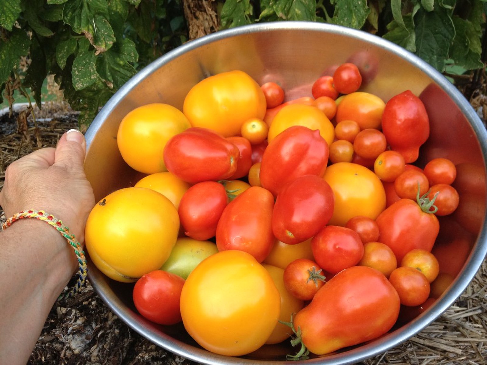A bowl of ripe homegrown tomatoes fresh from the garden
