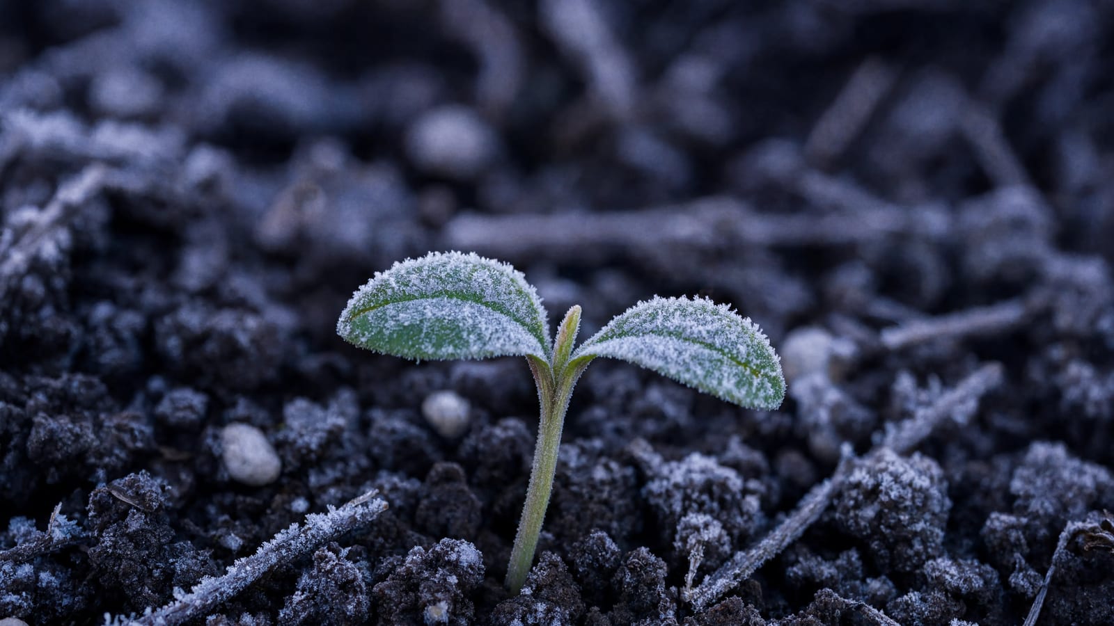 A young seedling covered in morning frost