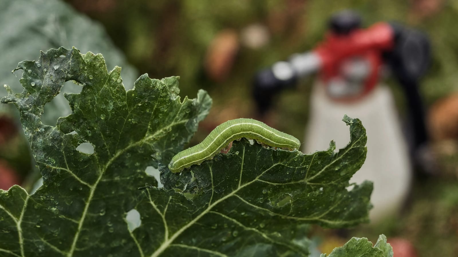 A green cabbage looper caterpillar feeding on a chewed brassica leaf, with a garden pump sprayer out of focus behind it