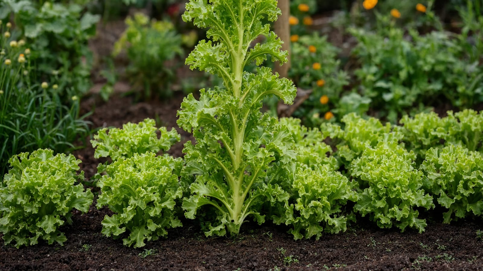 Loose leaf lettuce ready for harvest in the garden